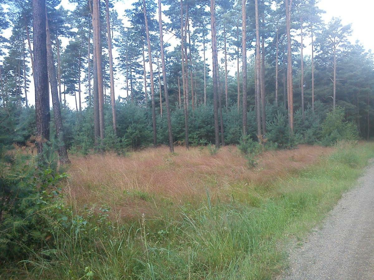 Ferienwohnungen 3 Birken Briesen  Buitenkant foto